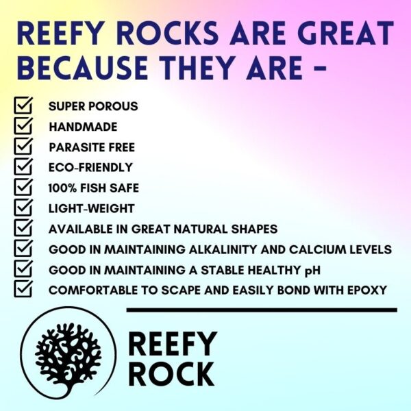 Reefy Rock Branching (6)