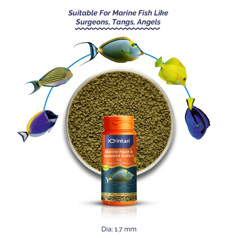 Marine Algae & Seaweed Wafers (Big)