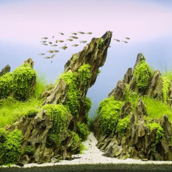 Dragon Rock 1