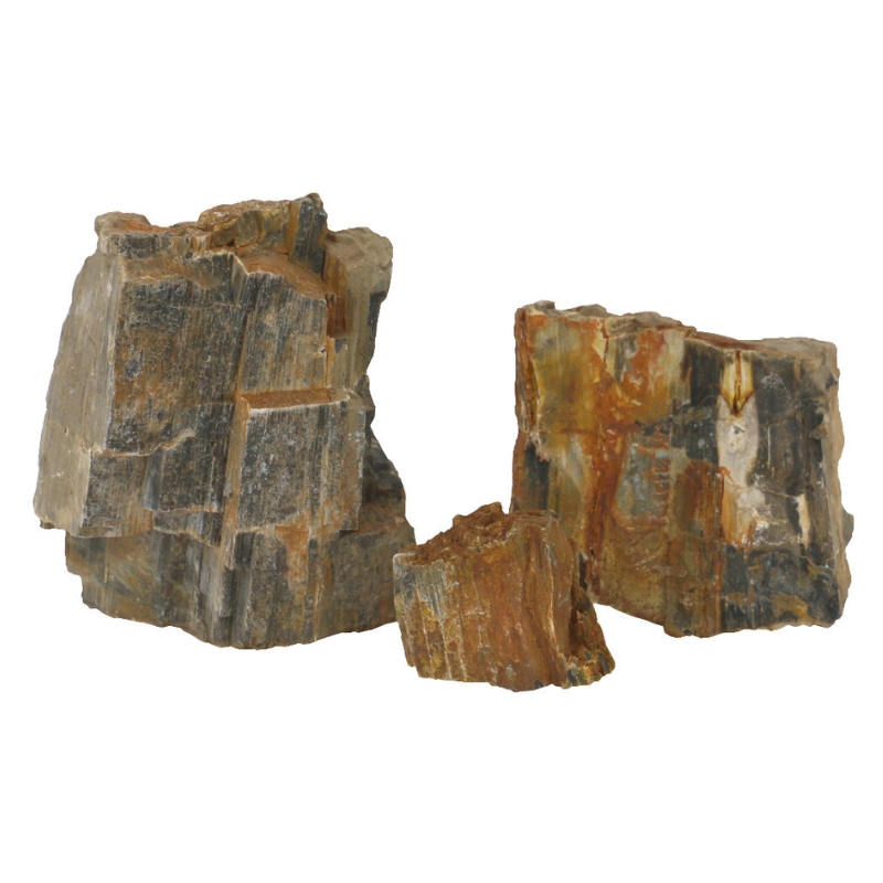Fossil Wood Rock or Petrified Wood Stone