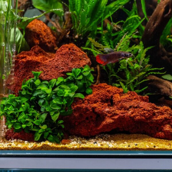 Magic Volcano Rock Red 2